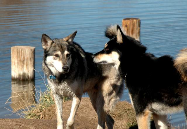 20061110Dogs7086