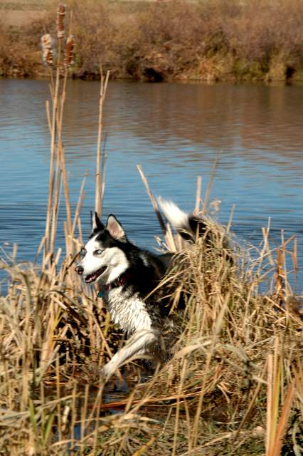20061110Dogs7116