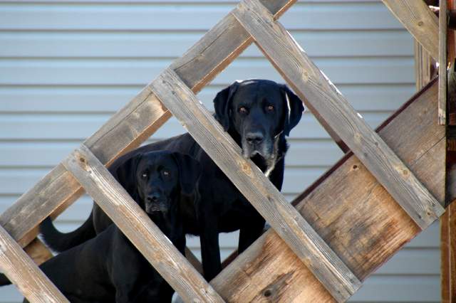20061110Dogs7288