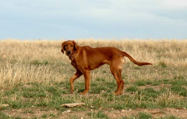 20061110Dogs7450