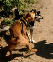 20060826DogPark4278