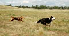 20060826DogPark4305