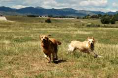 20060826DogPark4342