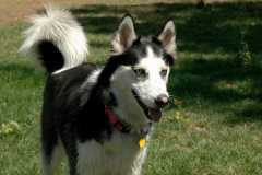 20060826DogPark4415