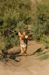 20060911DogPark4952