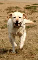 20060911DogParkFinn4996