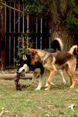 20060921Dogs5035