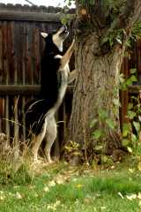 20060921Sika_5058