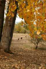 20061014DogPark6095