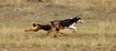 20061014DogPark6161
