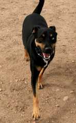 20061014DogPark6186