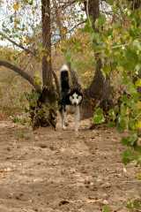 20061014DogPark6225