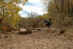 20061014DogPark6235