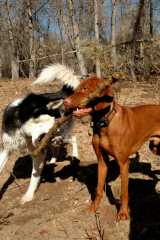20061022DogPark6784