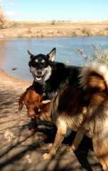 20061022DogPark6837