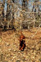 20061022DogParkKai6727