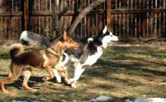 20061110Dogs6874