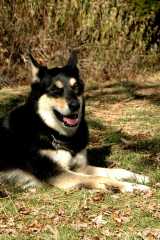 20061110Dogs7014