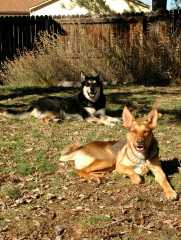 20061110Dogs7019
