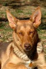 20061110Dogs7024