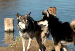 20061110Dogs7086