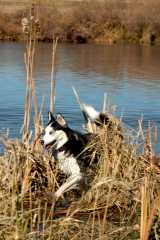 20061110Dogs7116