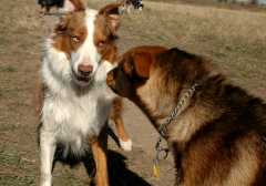 20061110Dogs7166