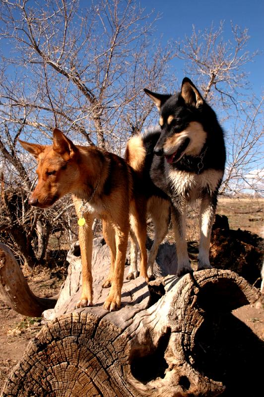 20061125Dogs7893