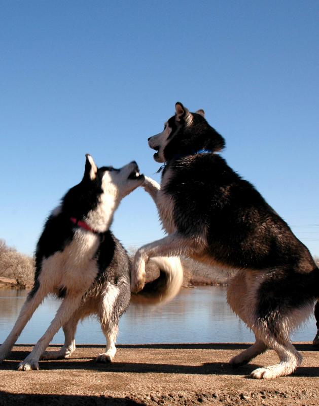 20061125Dogs7936