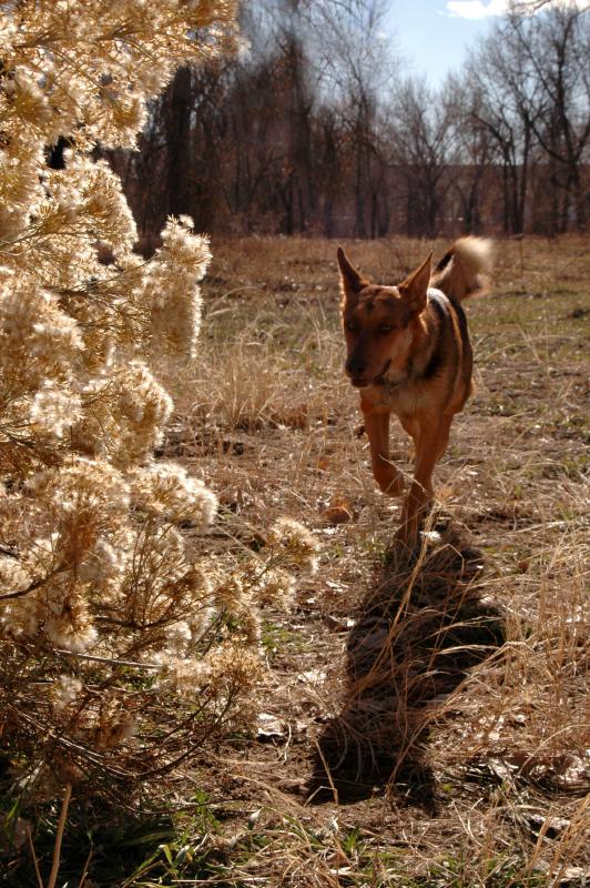 20061125Dogs7980