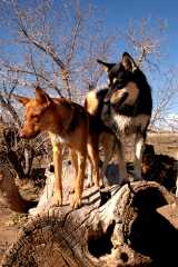 20061125Dogs7893