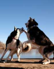 20061125Dogs7936