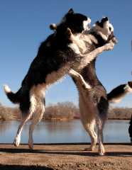20061125Dogs7937