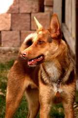 20061125Dogs7985