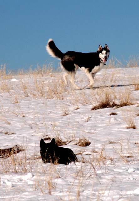 20061203Dogs8460