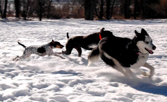 20061203Dogs8565