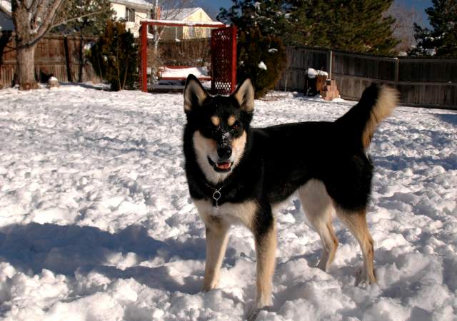 20061203Dogs8587