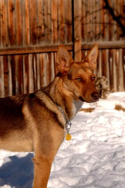 20061203Dogs8618