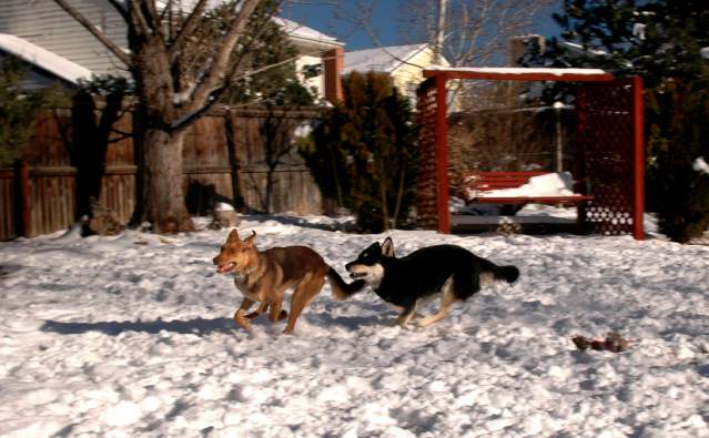 20061203Dogs8729