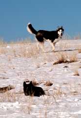 20061203Dogs8460