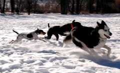 20061203Dogs8565