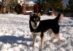 20061203Dogs8587