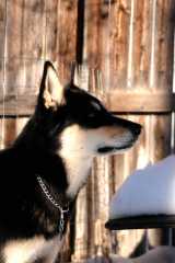 20061203Dogs8607