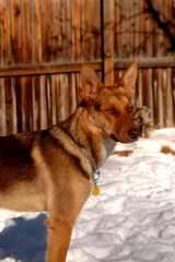 20061203Dogs8618