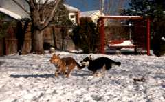 20061203Dogs8729