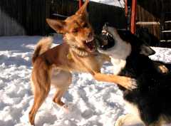 20061203Dogs8770