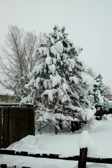 20061221Blizzard9153