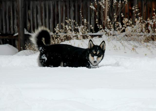 20061221Blizzard9221
