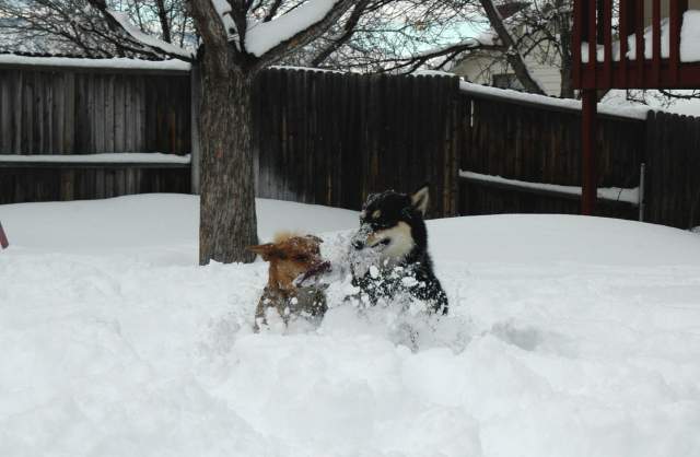 20061221Blizzard9254