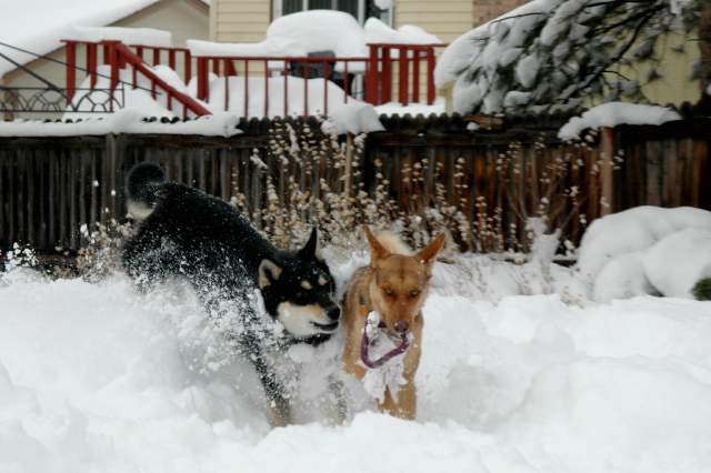 20061221Blizzard9335